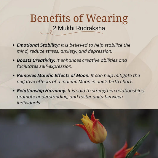 2 Mukhi Rudraksha | Lab Certified