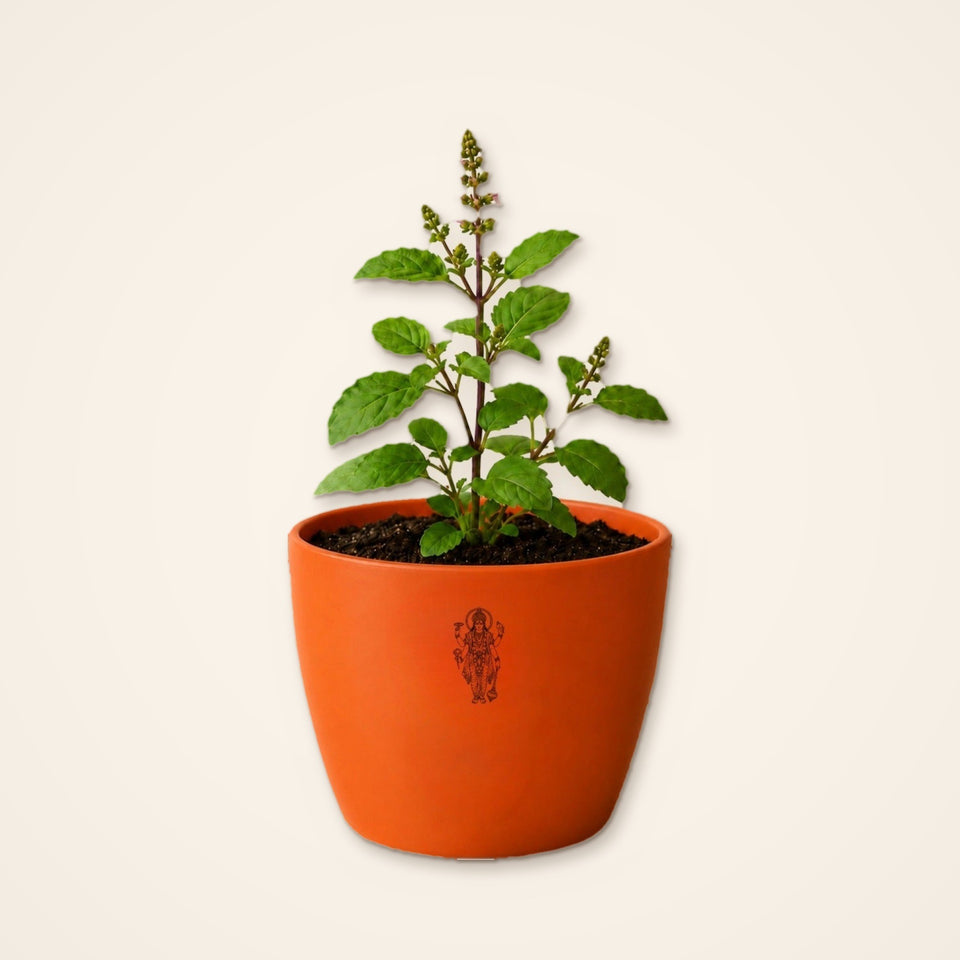 Tulsi plant in a glossy orange pot on a plain cream background