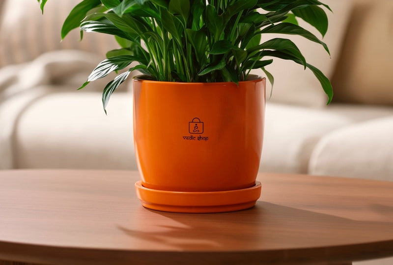 Peace Lily, in its pot