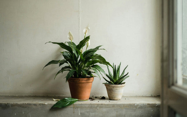 A peace lily and a small aloe vera in pots on a balcony ledge