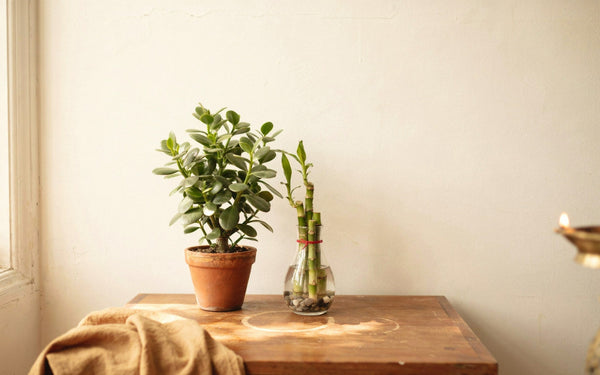 Jade plant and lucky bamboo in pots in a bright Indian home corner