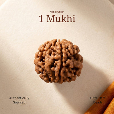 1 Mukhi Rudraksha |Nepal Origin | Lab Certified