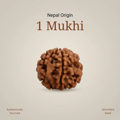 1 Mukhi Rudraksha | Lab Certified