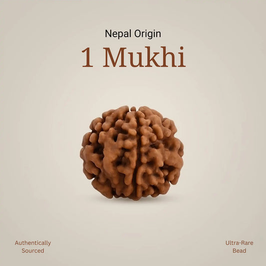 1 Mukhi Rudraksha | Lab Certified