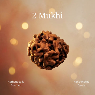 2 Mukhi Rudraksha | Lab Certified