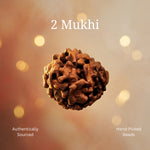 2 Mukhi Rudraksha | Lab Certified