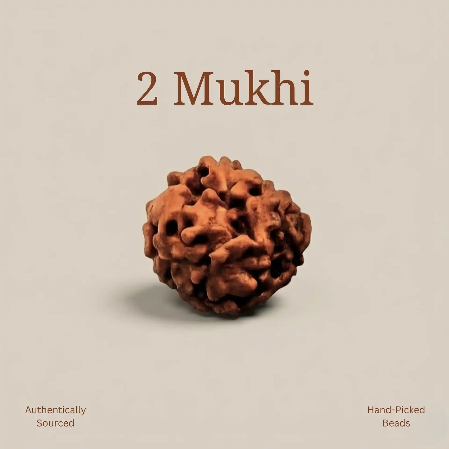 2 Mukhi Rudraksha | Lab Certified