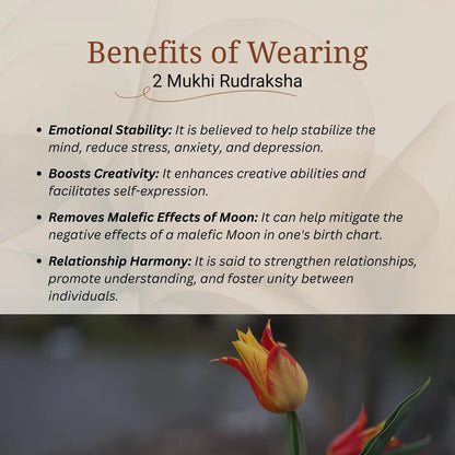 2 Mukhi Rudraksha | Lab Certified