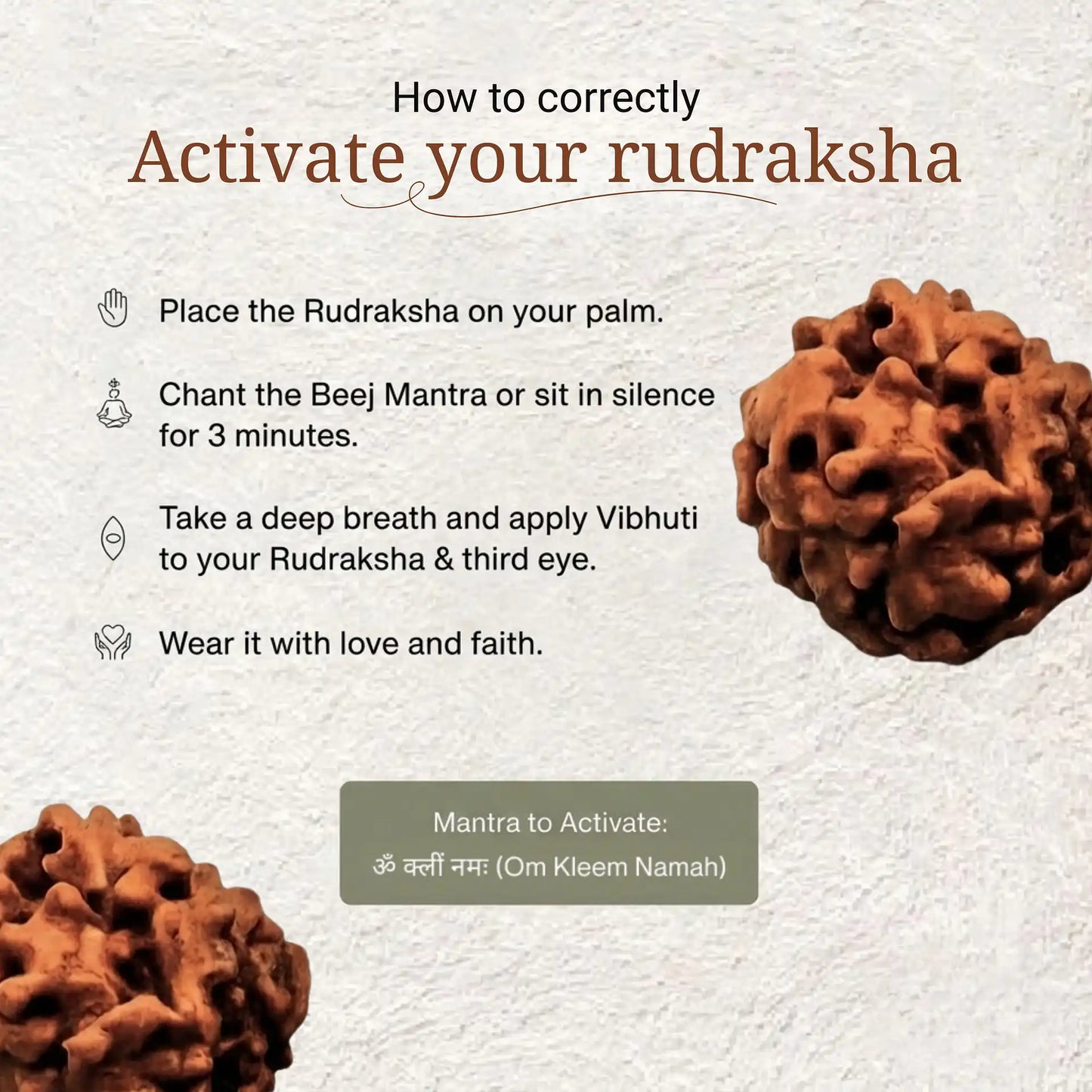 2 Mukhi Rudraksha | Lab Certified