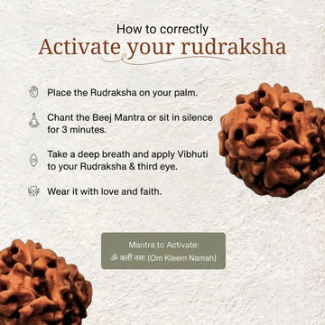 2 Mukhi Rudraksha | Lab Certified - 3