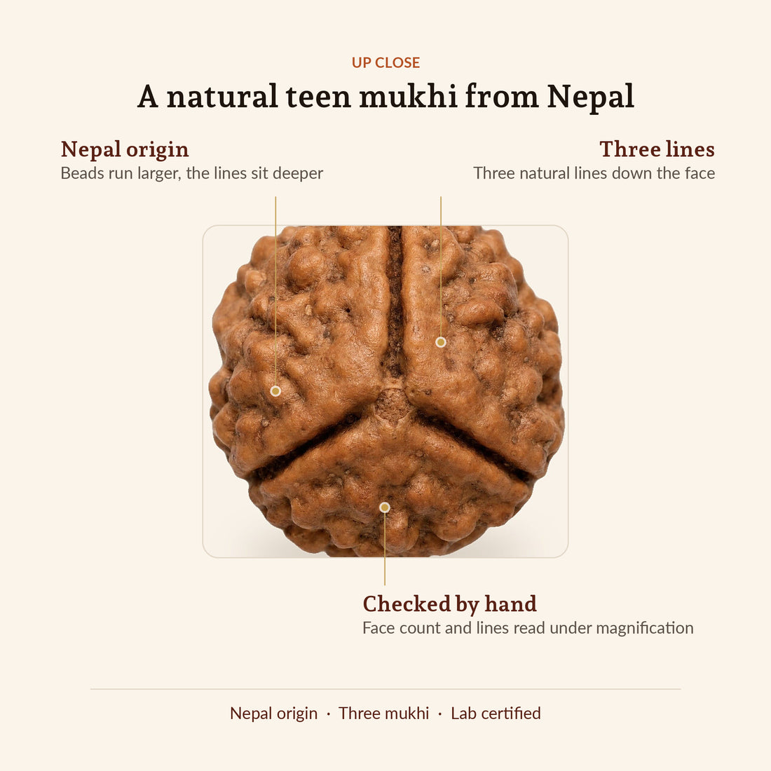3 Mukhi Rudraksha (Nepal Origin, Lab Certified), up close