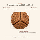 3 Mukhi Rudraksha (Nepal Origin, Lab Certified), up close