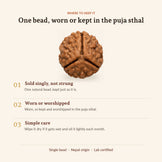 3 Mukhi Rudraksha (Nepal Origin, Lab Certified), size and fit