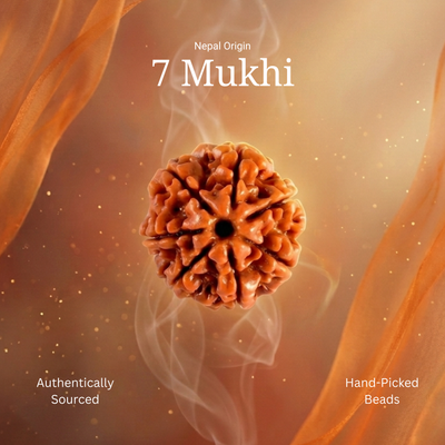 7 Mukhi Rudraksha | LAB TESTED