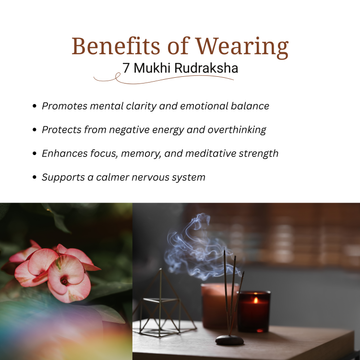 7 Mukhi Rudraksha | LAB TESTED - 2