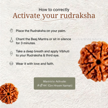 7 Mukhi Rudraksha | LAB TESTED - 3