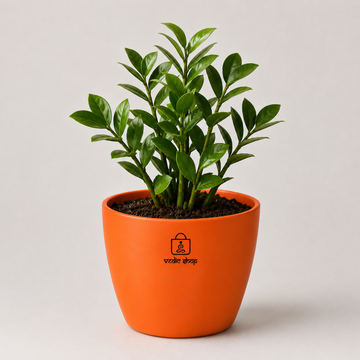 ZZ Plant - 3