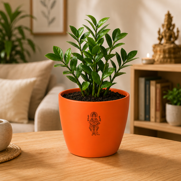 ZZ Plant - 2