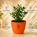 ZZ Plant