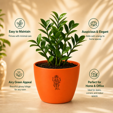 ZZ Plant - 4