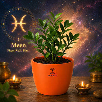 ZZ Plant - 1