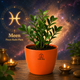 ZZ Plant