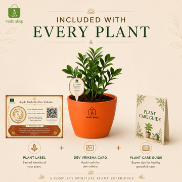 ZZ Plant - 5