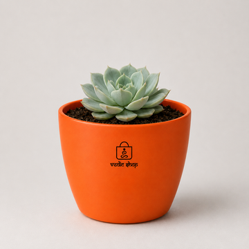 Echeveria albicans succulent - 3