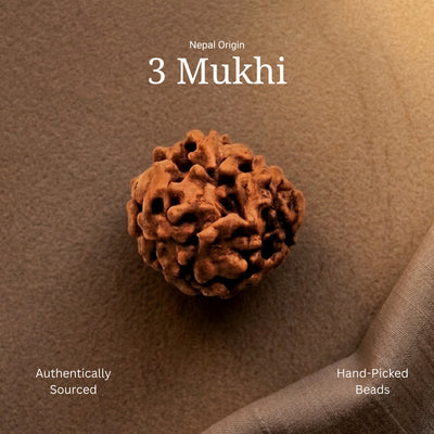 3 Mukhi Rudraksha | Nepal Origin | Lab Certified
