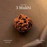 3 Mukhi Rudraksha | Nepal Origin | Lab Certified