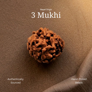 3 Mukhi Rudraksha | Nepal Origin | Lab Certified - 1