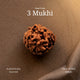 3 Mukhi Rudraksha | Nepal Origin | Lab Certified