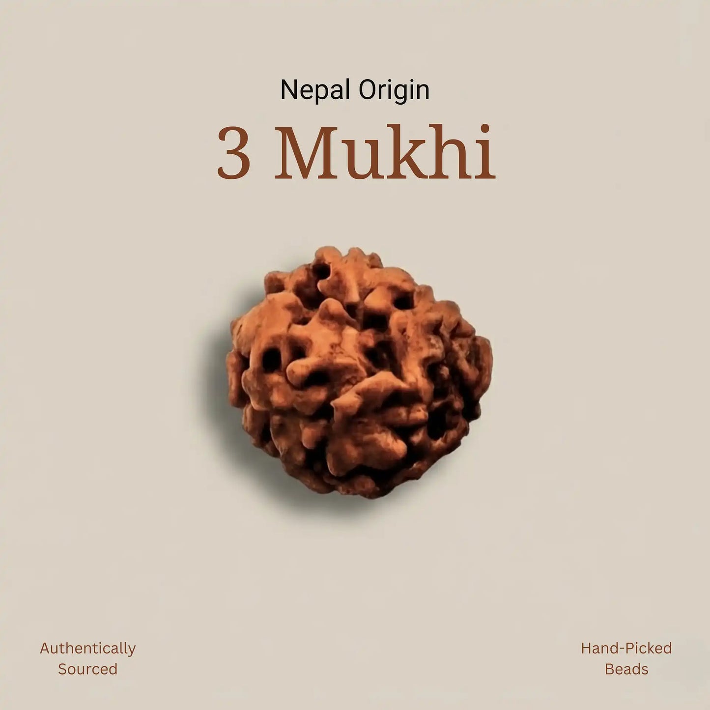 3 Mukhi Rudraksha | Nepal Origin | Lab Certified