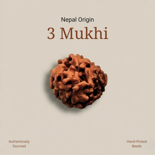 3 Mukhi Rudraksha | Nepal Origin | Lab Certified