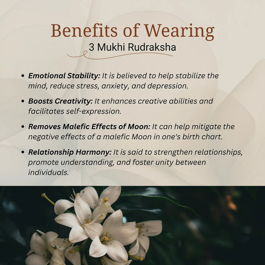 3 Mukhi Rudraksha | Nepal Origin | Lab Certified