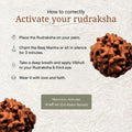 3 Mukhi Rudraksha | Nepal Origin | Lab Certified