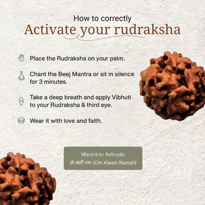3 Mukhi Rudraksha | Nepal Origin | Lab Certified