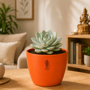 Echeveria albicans succulent - 2