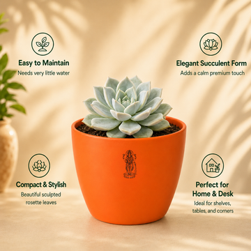 Echeveria albicans succulent - 4