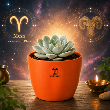 Echeveria albicans succulent - 1
