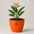 Bird of Paradise