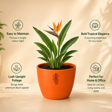 Bird of Paradise - 4