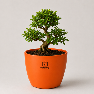 Bonsai - 2