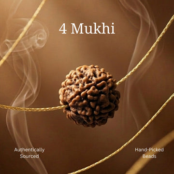 4 Mukhi Rudraksha | Lab Certified - 1