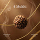 4 Mukhi Rudraksha | Lab Certified