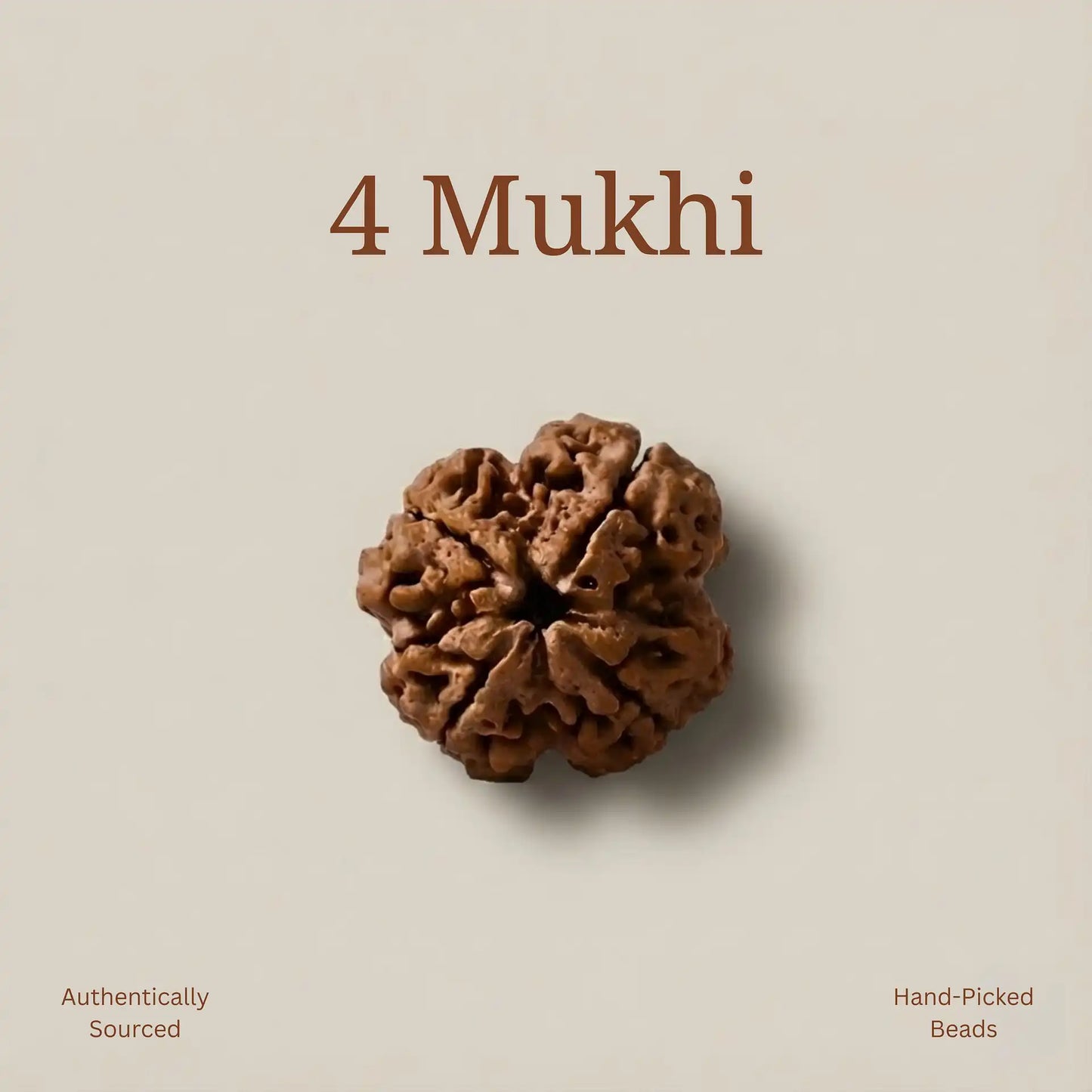4 Mukhi Rudraksha | Lab Certified