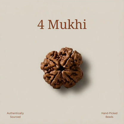 4 Mukhi Rudraksha | Lab Certified