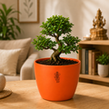 Bonsai
