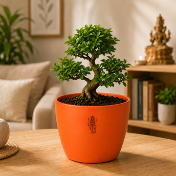 Bonsai - 3
