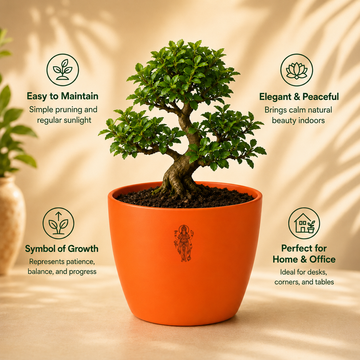 Bonsai - 4